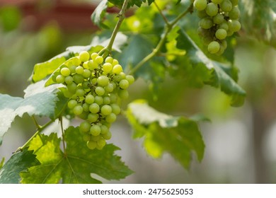 A bunch of grapes hanging from a vine. The grapes are green and are clustered together - Powered by Shutterstock