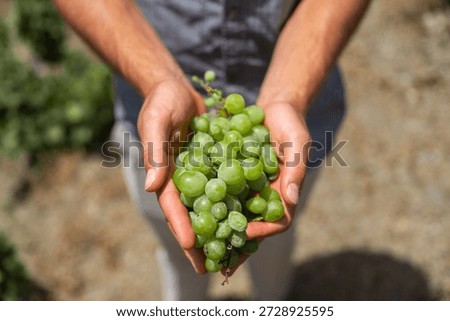 Bunch of grapes held with two hands