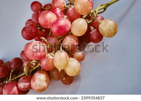 Bunch of grapes on a light background. Hand-picked ripe grapes close-up. Red grapes. Fresh juicy berries. Healthy organic sweet fruits. Delicious autumn natural dessert. Vitamin diet