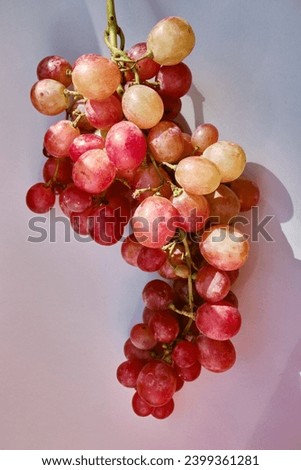 Bunch of grapes on a light background. Hand-picked ripe grapes close-up. Red grapes. Fresh juicy berries. Healthy organic sweet fruits. Delicious autumn natural dessert. Vitamin diet