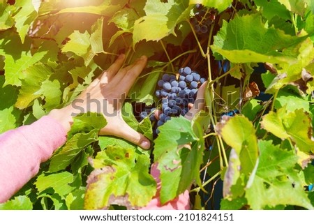 Bunch of grapes on the vine. Close up view of fresh red wine grape in the farm.