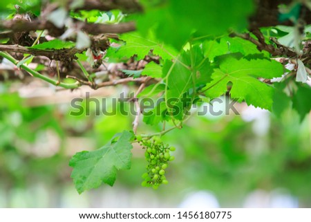 Bunch of  grapes on vine. Fresh fruits and natural green background.