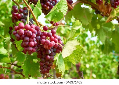 Bunch of grapes on a vine in the sunshine / The winegrowers grapes on a vine / red wine
