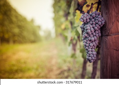 Bunch of grapes in the vineyards - Shutterstock ID 317679011