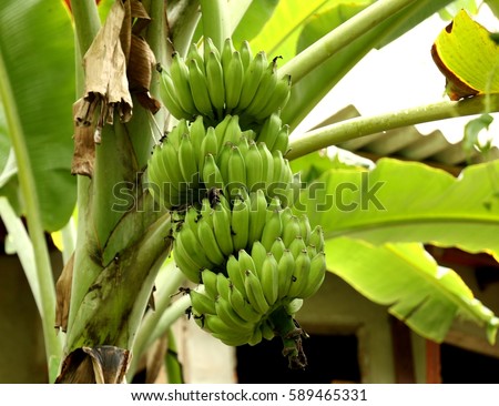 a bunch of green bananas; banana plantation;