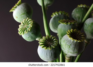 A BUNCH OF GREEN DEVELOPING POPPY SEED PODS AGAINST A GREY BACKGROUND