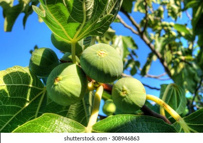 Bunch Of Green Figs On A Fig Tree