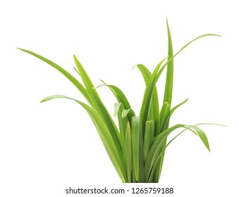 Bunch of green grass isolated on a white background. - Powered by Shutterstock