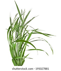 Bunch Of Green Grass Isolated On White Background