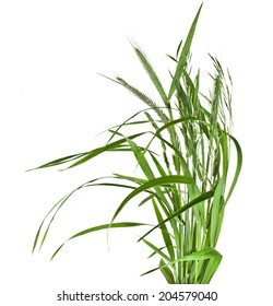 Bunch Of Green Grass Isolated On White Background