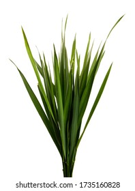 bunch of green grass on an isolated white background.Wheatgrass sprouts isolate