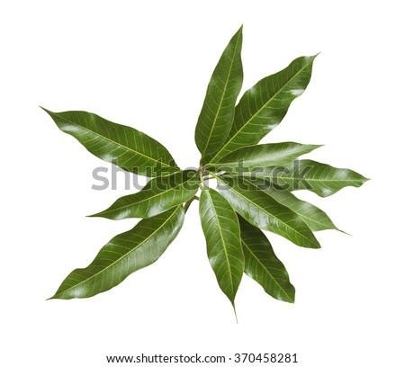 Bunch of green mango leaves on white background.