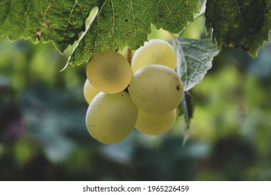 Bunch Of Green Moscato Grape