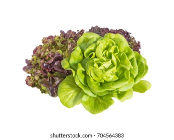 Bunch of green and red lettuce salad isolated on white