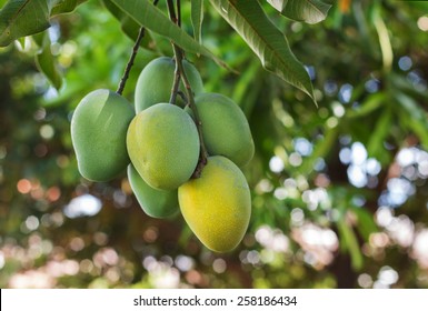 Bunch Of Green Ripe Mango On Tree In Garden. Selective Focus