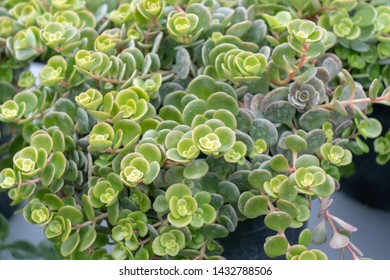 A bunch of green stonecrop