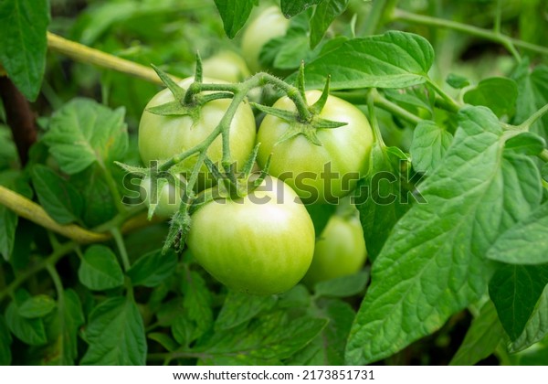 A\
bunch of green tomatoes on a bush. Tomatoes ripen in the garden.\
Bush with green tomatoes. Lots of tomatoes on the\
bush.