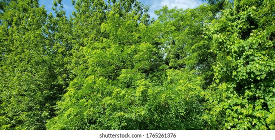 A bunch of green trees 
