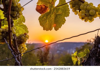 A bunch of green vineyard grapes in the  evening golden hour light. Golden sunset captured through a cluster of grapes. Wuerzburg, Franconia, Bayern, Germany. - Powered by Shutterstock