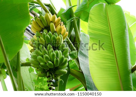 Bunch of green and yellow bananas in the garden. Pisang Awak bananas in Thailand.
Agricultural plantation.