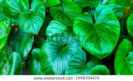A bunch of heart-shaped leaves with a bright green color.
