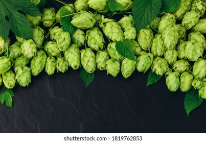 Bunch of hops cones with leaves on black stone background. Hops herb for brewery. Ripe hop cones for herbal natural medicine.
