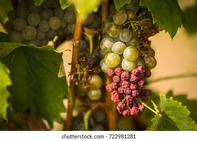 Bunch Of Infected Hungarian Grapes