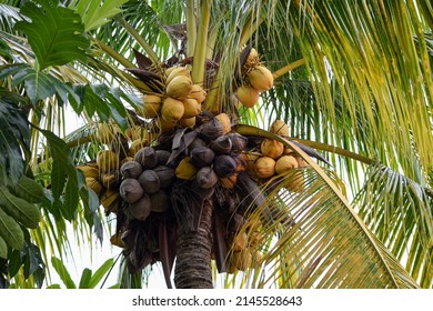 446 Rotten coconut Images, Stock Photos & Vectors | Shutterstock