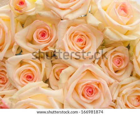 Bunch of ivory roses with pink center (for background)