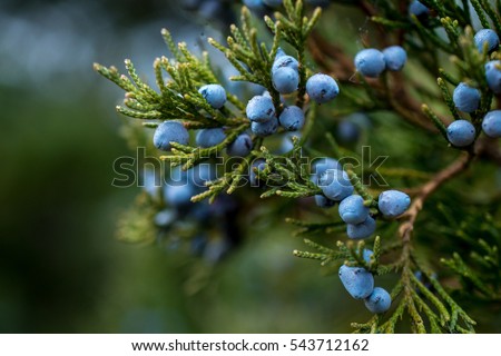 Bunch of juniper berries on a green branch in autumn