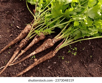 Bunch of just picked, fresh parsnips (Pastinaca sativa) in the ground. - Powered by Shutterstock