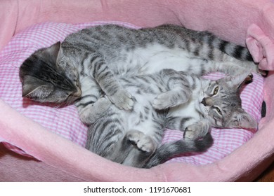 BUNCH OF KITTENS