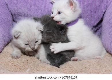 BUNCH OF KITTENS