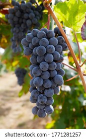 Bunch Of Lambrusco Grapes In The Vineyard