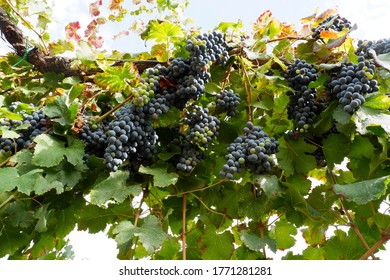 Bunch Of Lambrusco Grapes In The Vineyard