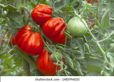 Bunch Of Large Red Ox Heart Tomato Grown In A Vegetable Garden In Italy