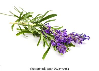 Bunch Of Lavander Isolated On White Background.