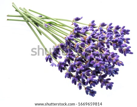Similar – Image, Stock Photo A bunch of wildflowers in your hand. A bouquet woven from red poppies, blue cornflowers and daisies in full against the sky