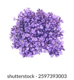  Bunch of lavender flowers isolated on white. Top view.	                              