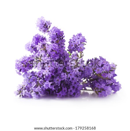 Bunch of lavender flowers isolated on a white background 