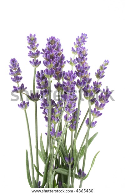 Bunch Lavender Flowers Isolated On White Stock Photo 4365430 | Shutterstock