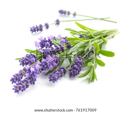 Bunch of Lavender flowers on a white background.