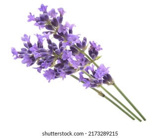 Bunch Of Lavender Twigs, Isolated