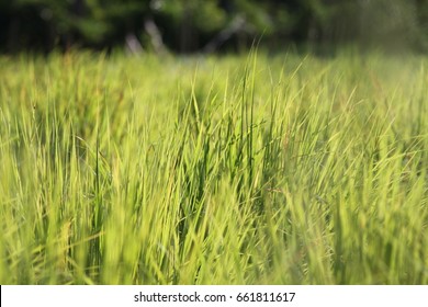 Bunch Of Lemongrass Closeup 