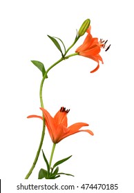 Bunch of Lily