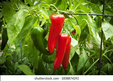 Bunch of long sweet homegrown red peppers ripening on the vine in a garden - Powered by Shutterstock