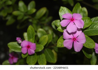 A bunch of madagascar periwnkle (Catharanthus roseus) - Shutterstock ID 2254894651