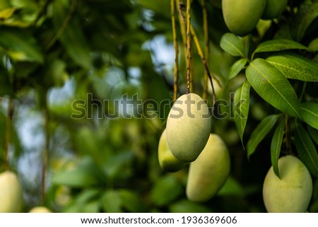 A bunch of mango with blur leaf background.Young mango.