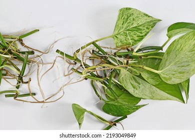 Bunch Of Marble Queen Pothos Houseplant Cuttings With Long Bare Roots 