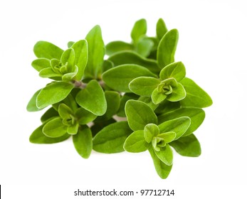 Bunch Of Marjoram Isolated On White